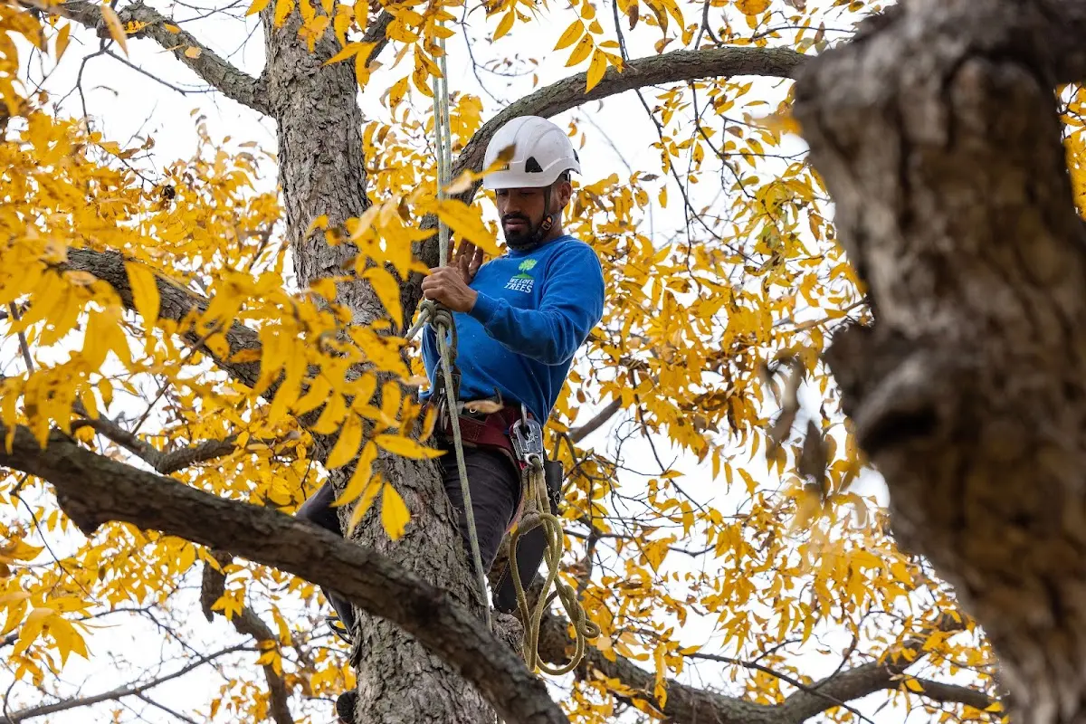 Skilled Tree Planing crew working in Holden